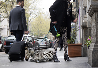Surrealismo, The zebra pants